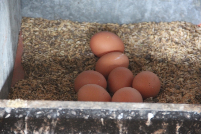 鋪著粗糠的蛋箱裡的雞蛋本照片攝於健安畜牧場