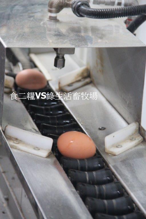 本照片攝自食二糧友善飼養蛋友-綠生活畜牧場在清潔放牧雞蛋的過程。先用純淨的RO溫水進行噴霧，在用軟毛刷清潔。